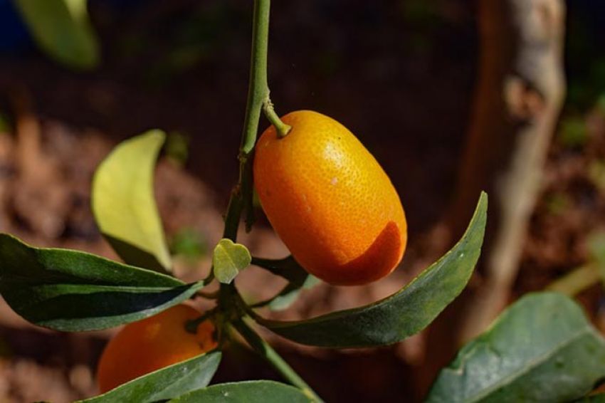 Alcuni integratori alimentari naturali come le piante e le radici