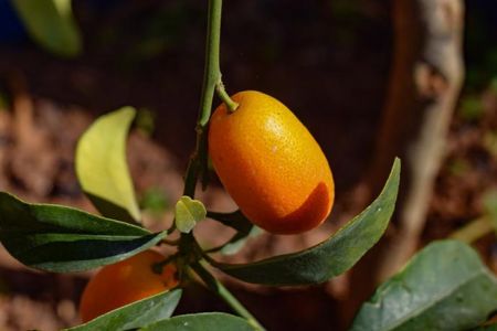 Alcuni integratori alimentari naturali come le piante e le radici