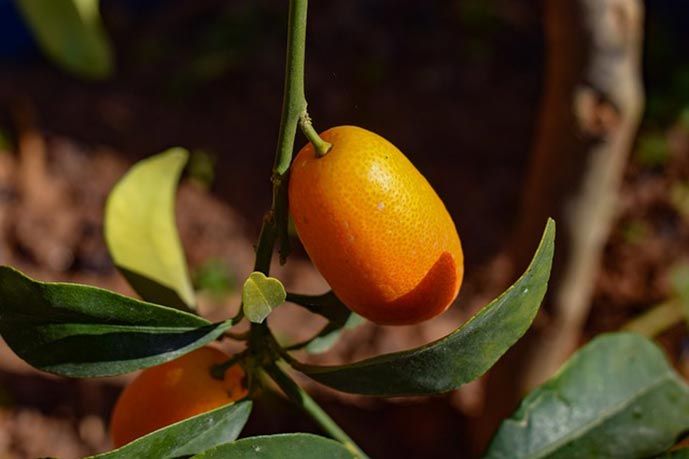 Alcuni integratori alimentari naturali come le piante e le radici